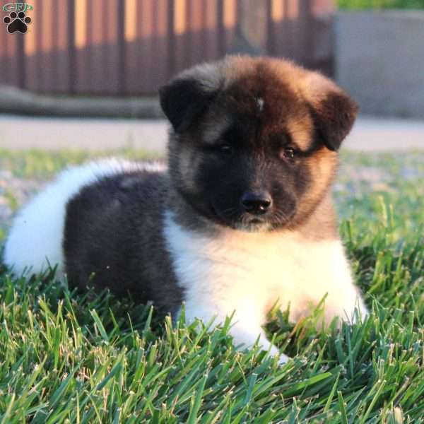 Carl, Akita Puppy